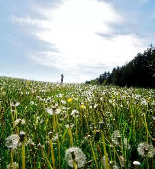 צימר Pension Gertraud
