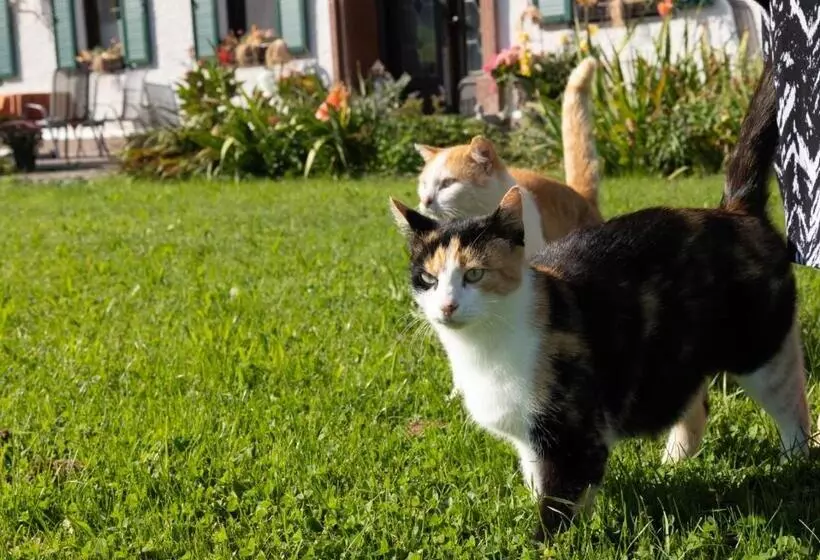 Bed and Breakfast Pension Zenzlgut