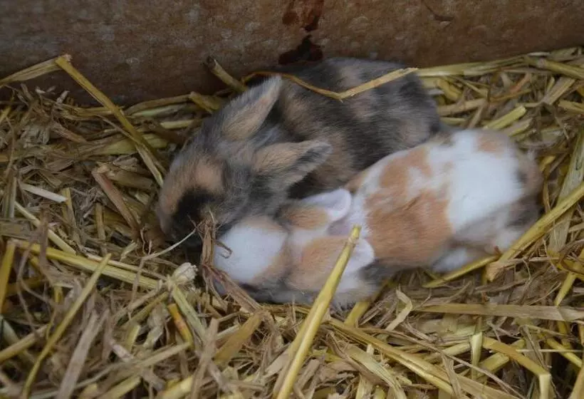 Bed and Breakfast Pension Zenzlgut