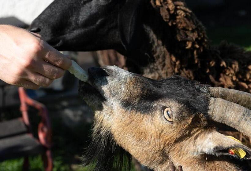 Bed and Breakfast Pension Zenzlgut