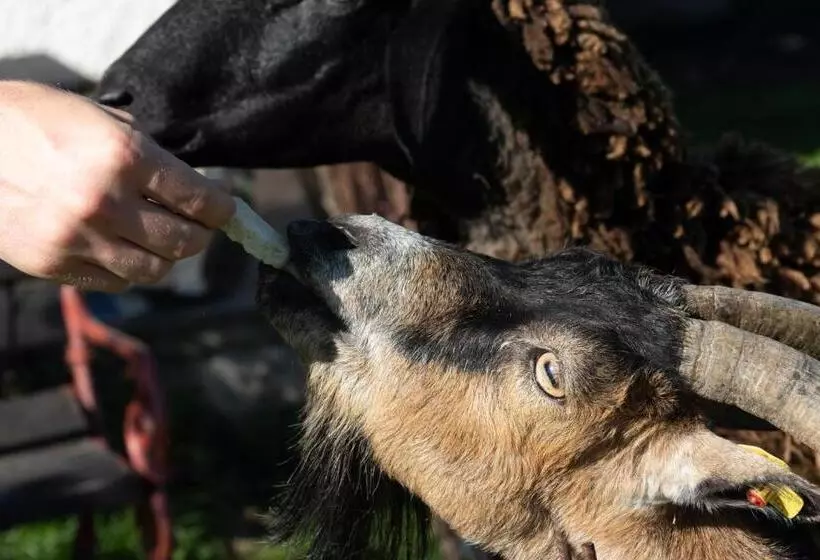 Bed and Breakfast Pension Zenzlgut