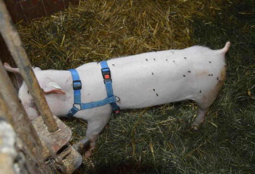 Bed and Breakfast Pension Zenzlgut