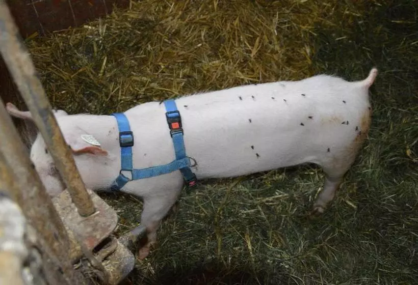 Bed and Breakfast Pension Zenzlgut