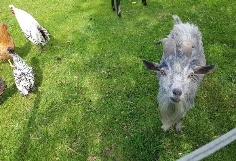 Bed and Breakfast Pension Zenzlgut