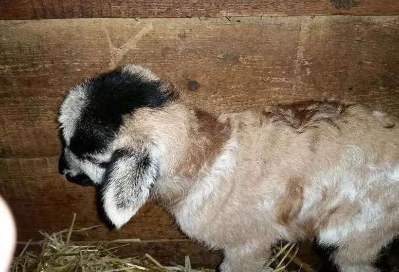 Bed and Breakfast Pension Zenzlgut