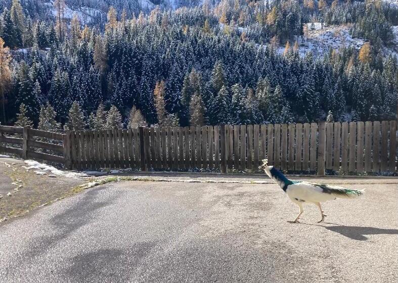 Ferienwohnungen Lippenhof