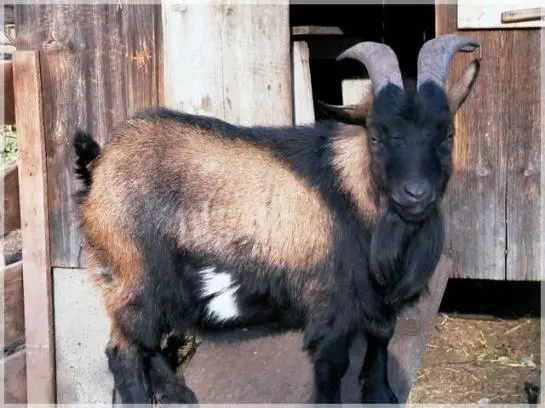 Отель Am Primusbergerhof