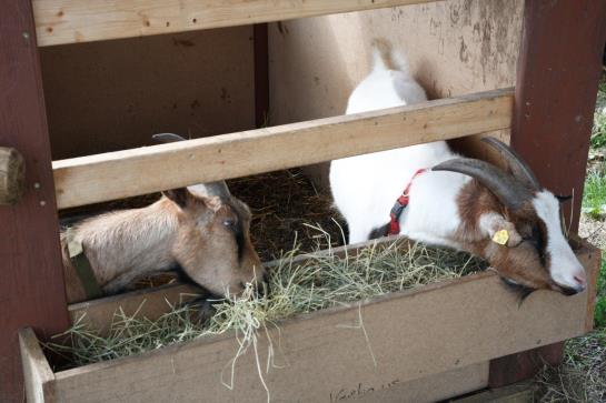 Bauernhof Familie Haunschmid