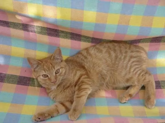 Bauernhof Knoblechner