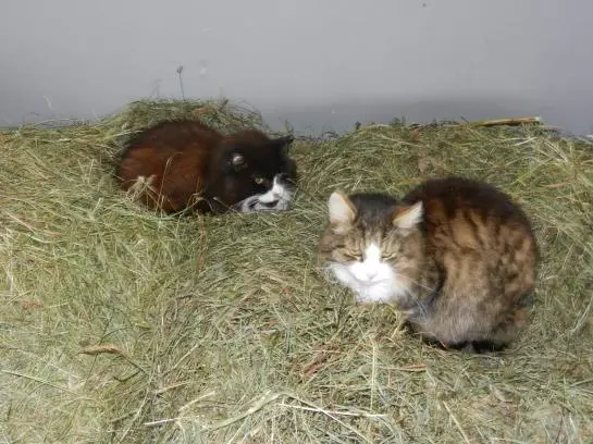 Bauernhof Stadlmannbauer