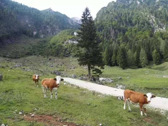 Bauernhof Stadlmannbauer