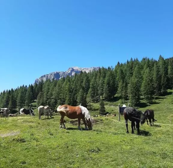 هتل Berghof Nassfeld