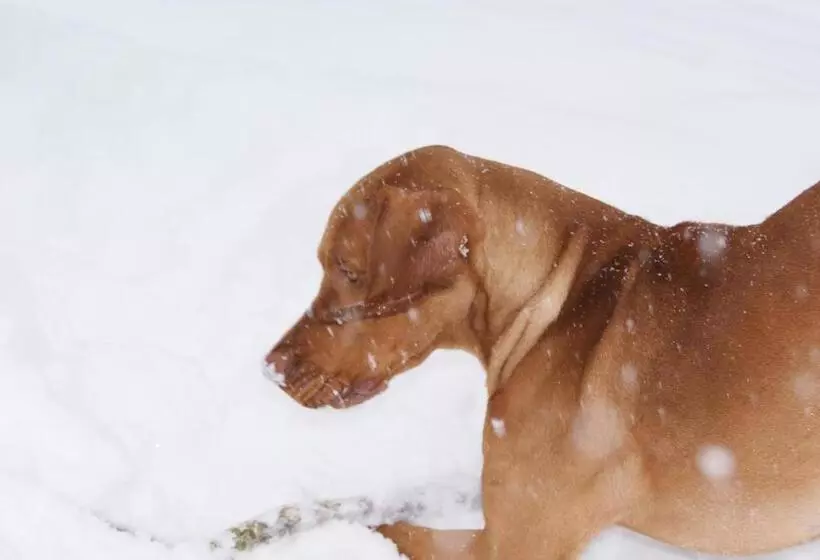 ホテル Grundnerhof