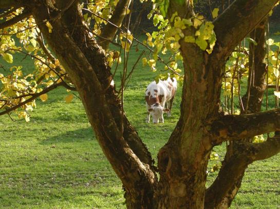 Отель Holzgethan