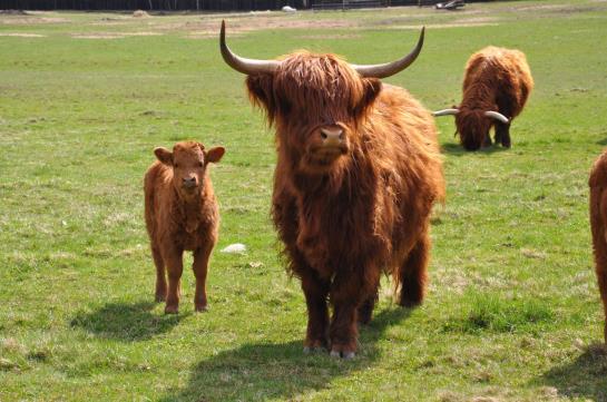 Greenline Waldhotel Forsthaus Dröschkau