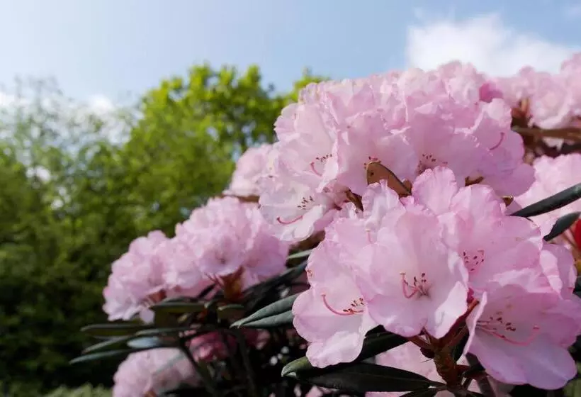 Отель Blauer Fasan