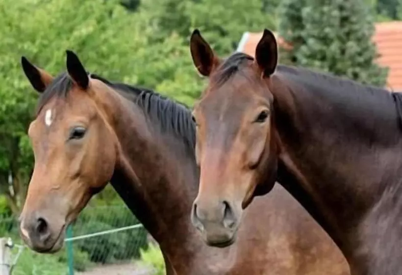 Отель Il Cavallino