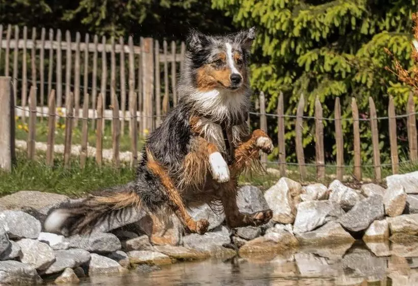 酒店 Hunderesort Waldeck Urlaub Mit Hund Superior