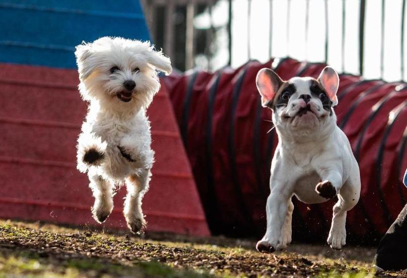 Hotelli Hunderesort Waldeck Urlaub Mit Hund Superior