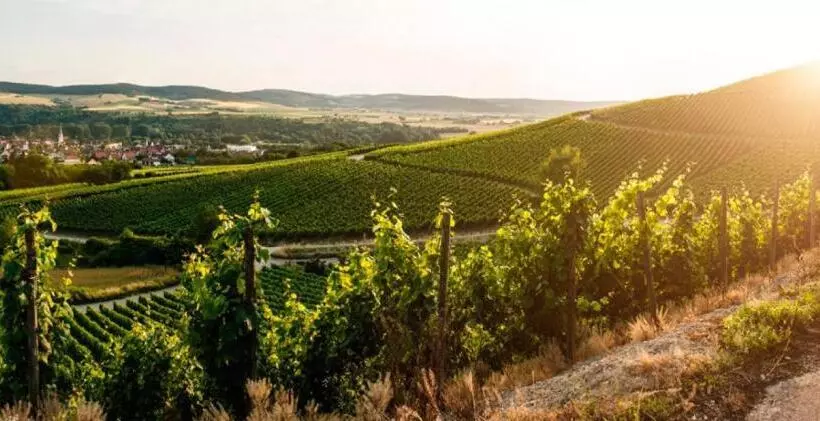 Gasthof Hotel Zum Rebstock