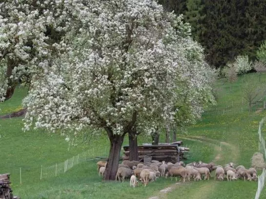Bauernhof Vordere Viechtau