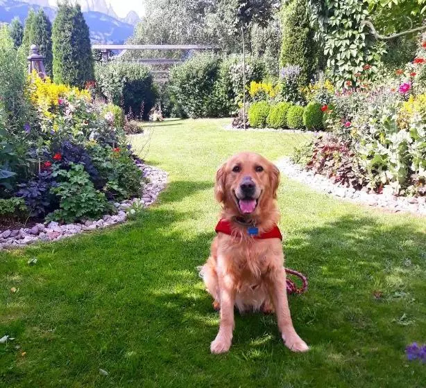 Hotel Belvedere Dolomites Flower