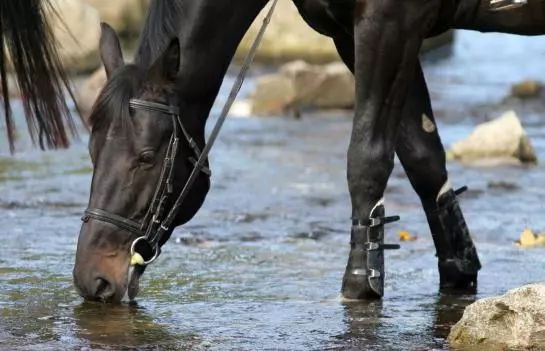 ホテル Stara Szmergielnia