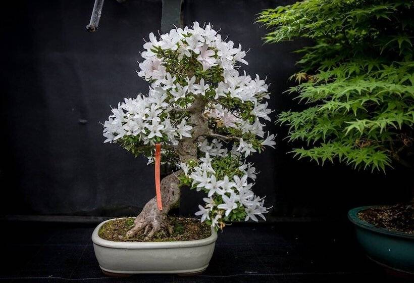 בית מלון כפרי Zamkowy