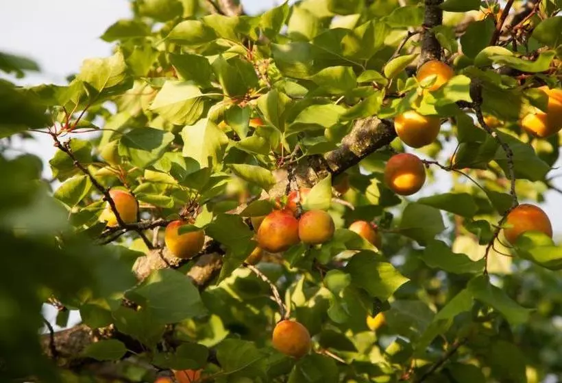 Panzió Garni Weinquadrat