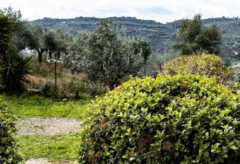 酒店 Elaionas Studios