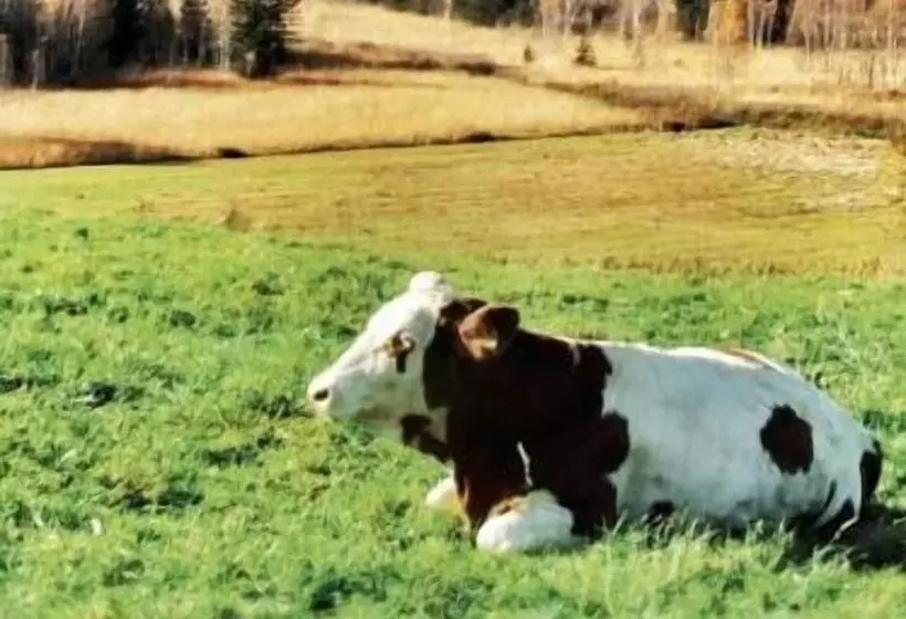 Lomakeskus Almdorado