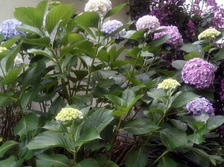 Pension La Lomita Del Chingolo