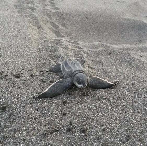 هتل Green Gold Ecolodge