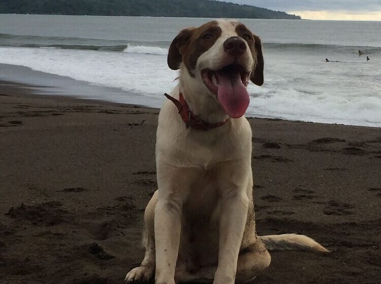 פנסיון Valeska Drake