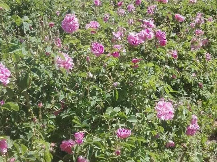 Majatalo Kasbah Tasseurte