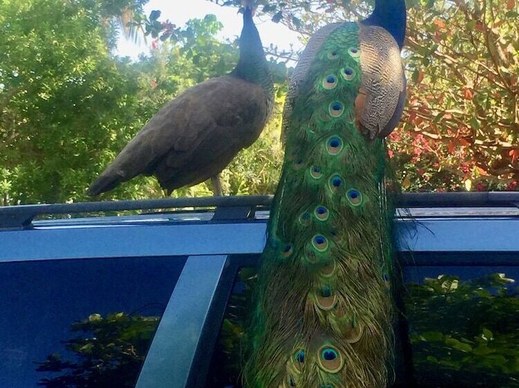 Hotel Hammock Heaven