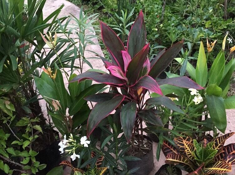 Hotel Hammock Heaven