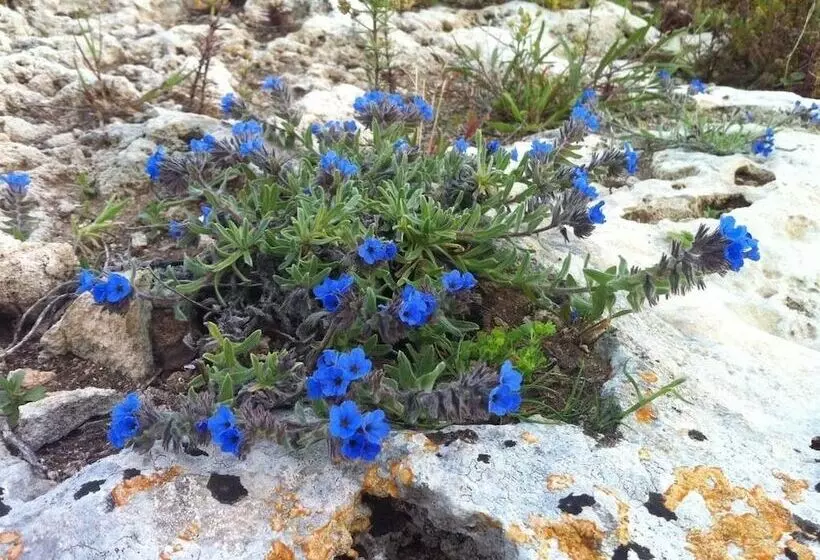 ホテル Masseria Pelosella B&b
