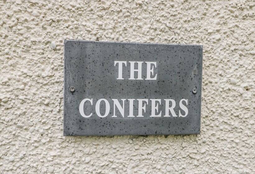 The Conifers