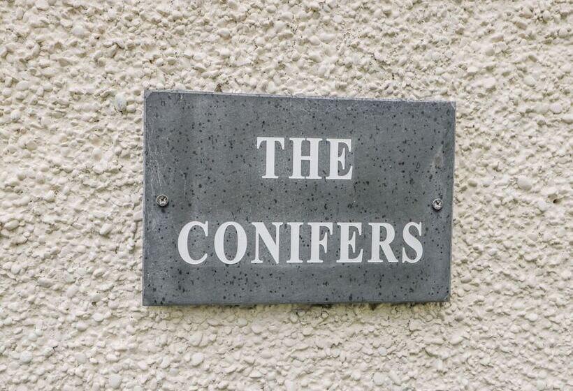 The Conifers