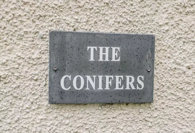 The Conifers