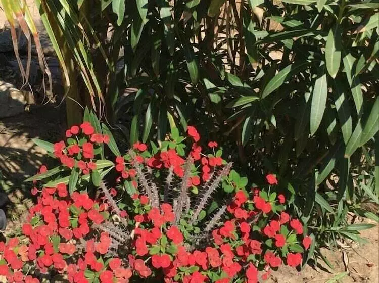 Aamiaismajoitus (B&B) Casa Del Mar