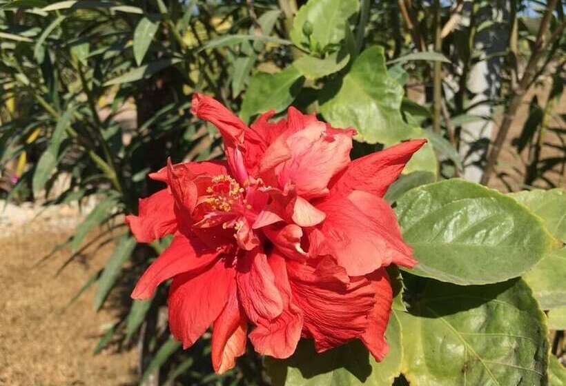 Bed and Breakfast Casa Del Mar