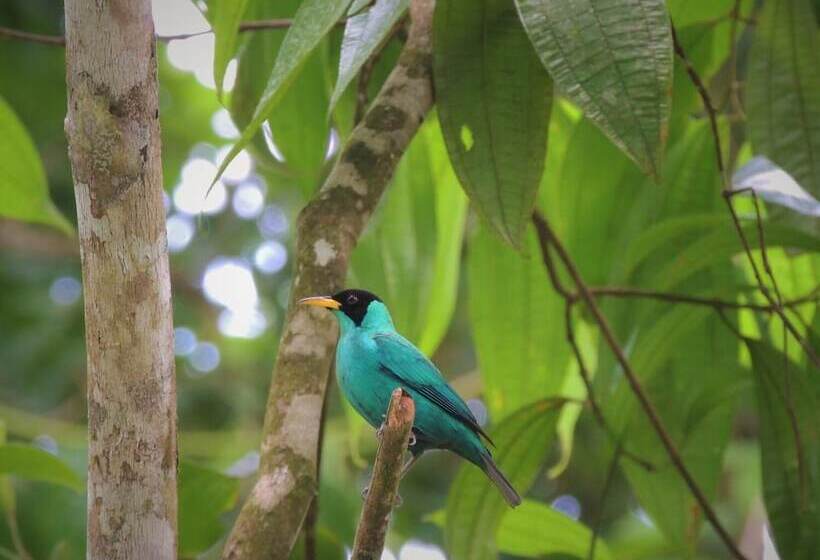 צימר Villa Drake