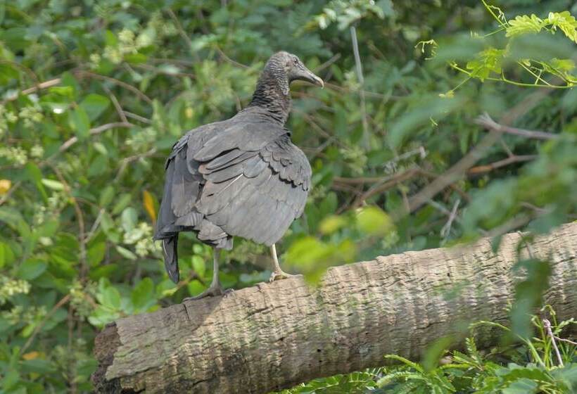 酒店 Boca Chica Bay Eco Lodge