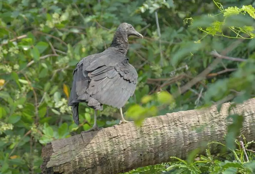 ホテル Boca Chica Bay Eco Lodge
