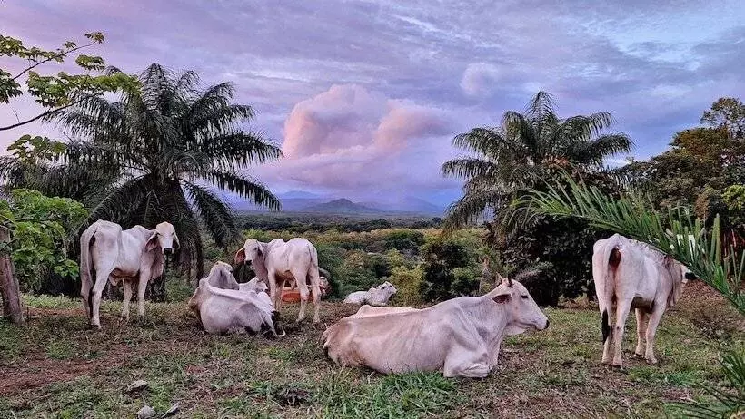 ホテル Boca Chica Bay Eco Lodge