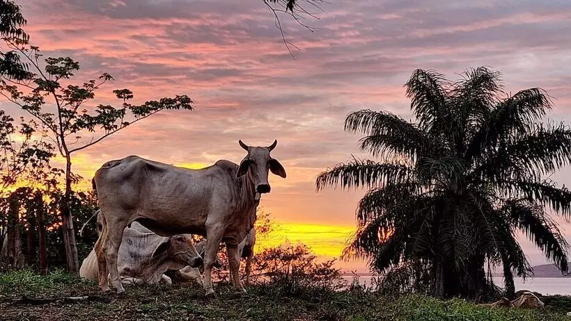 ホテル Boca Chica Bay Eco Lodge