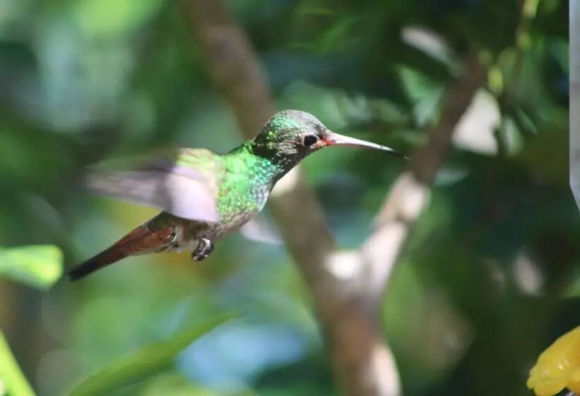 ホテル Boca Chica Bay Eco Lodge