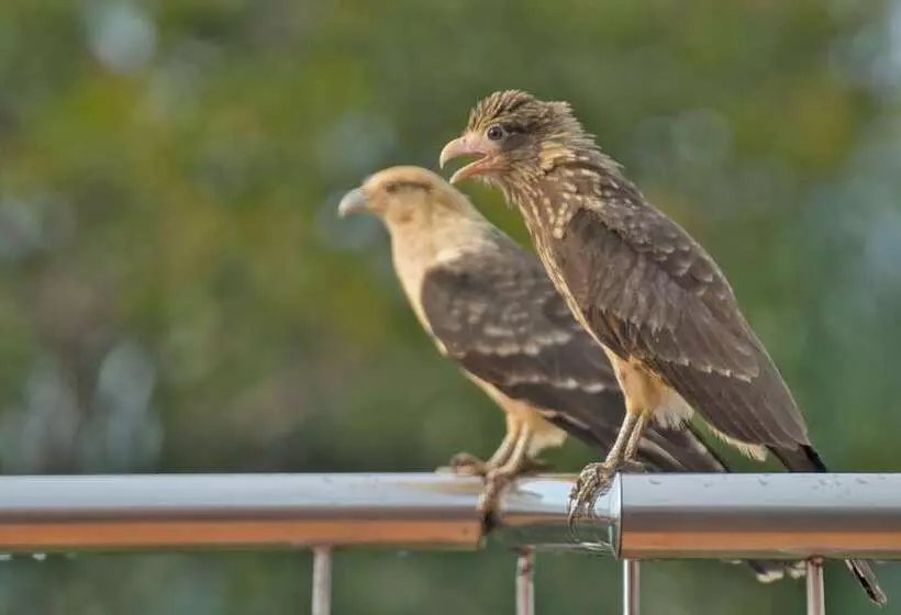 ホテル Boca Chica Bay Eco Lodge